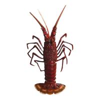 京东超市 海外直采澳大利亚岩龙虾 740G 盒装 超大龙虾 高端食材 澳洲龙虾740G