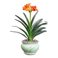 烁迈的花园君子兰盆栽精品盆栽大苗四季植物花开室内花卉君子兰花苗盆栽绿植 2-4片叶子【优惠款一棵 小苗】 送肥料