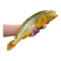 裕琳珑 大黄鱼 鲜活深海捕捞黄花鱼 国产小黄花鱼 海鲜水产生鲜冷冻鱼类 大黄鱼 8条装 礼盒款 2斤/条