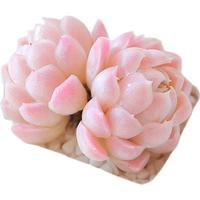 阿尔巴白月影多肉植物花卉盆栽稀有品种老桩盆景室内组合绿植多肉 白月影双头:总冠幅4-5cm 裸根不带土