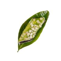 黄富兴苏州传统手工特色苏式糕团点心零食 薄荷荤麻糕200g*4袋 源头直发 【手工现做】薄荷荤麻糕200g*4