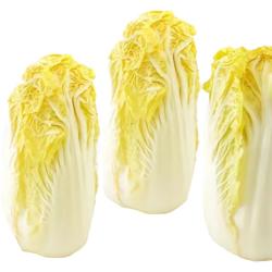 京地达 山东新鲜黄心娃娃菜一袋净重500g+火锅食材 源头直发