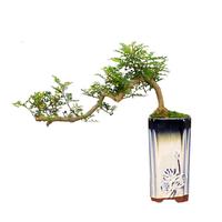 瀚林怡景（HANLINYIJING）清香木盆景植物树桩造型老桩室内绿植茶室办公室桌面盆栽 悬崖青香木-蓝釉盆