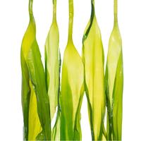 目海（Muhai） 头水鲜嫩海带苗 盐渍海带牙 裙带菜火锅三秒配料 凉拌海带苗 海带苗3袋  