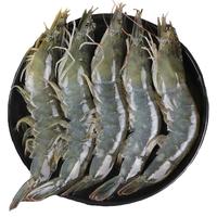 尚致虾青岛大虾新鲜大虾青虾冰虾海虾大对虾鲜活冷冻基围虾 16-20厘米 3斤(净重)