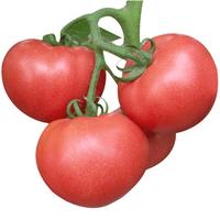 寿禾 番茄种子苗沙瓤西红柿盆栽蔬菜种籽 潍丰寿禾粉冠老番茄种子40粒