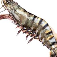 北海湾 高品质活冻黑虎虾 超大虾类大虾生鲜老虎虾冰鲜印度海虾盒装 【巨大虾王 共3只】 1200g(净重)