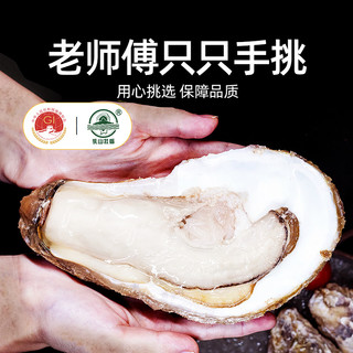 喵满分免洗乳山生蚝鲜活海产活新鲜牡蛎大号牡蛎冷链送达