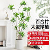 造型百合竹客厅绿植室内大型落地式大盆栽真花植物办公室四季常青