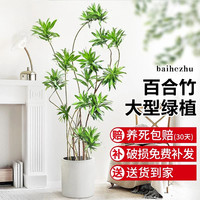 造型百合竹客厅绿植室内大型落地式大盆栽真花植物办公室四季常青