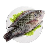 GUOLIAN 国联 三去罗非鱼 2条 700g