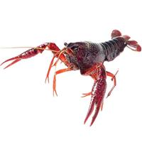 淼松 【活鲜】清水鲜活小龙虾 中青 4-6钱 净重4斤 源头直发