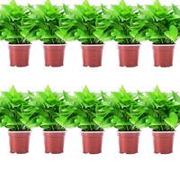 双盟 绿萝盆栽 110款储水盆10盆