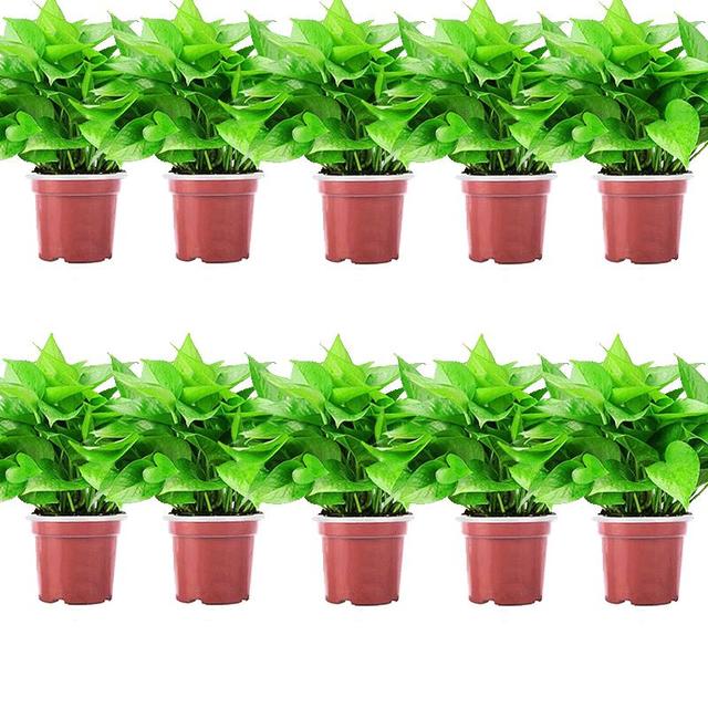 移动端、京东百亿补贴：双盟 绿萝盆栽 110款储水盆10盆