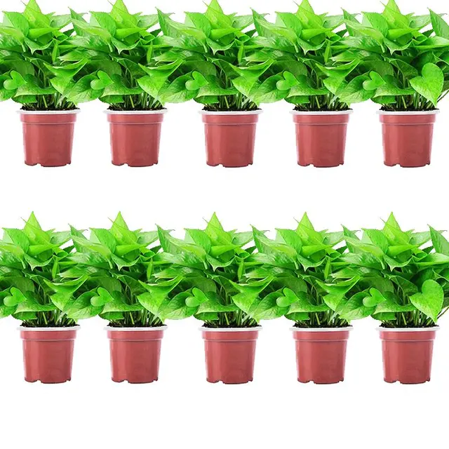 双盟 绿萝盆栽 110款储水盆10盆