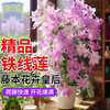 乌托邦铁线莲盆栽阳台爬藤植物攀援花卉绿植庭院重瓣开花耐寒耐热