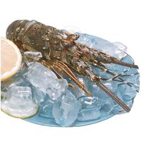 乐鲟汇 青龙虾 2只 450-500g