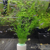 米詅 MLiNG 印度竹节草养不死水草植物孔雀鱼虾躲避中后景淡水增氧净化 竹节草10支带环(15厘米以上)