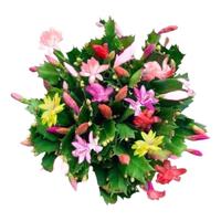 萌肉居蟹爪兰盆栽花卉蟹爪兰大花苗开花绿植仙人掌嫁接苗/蟹爪兰整盆