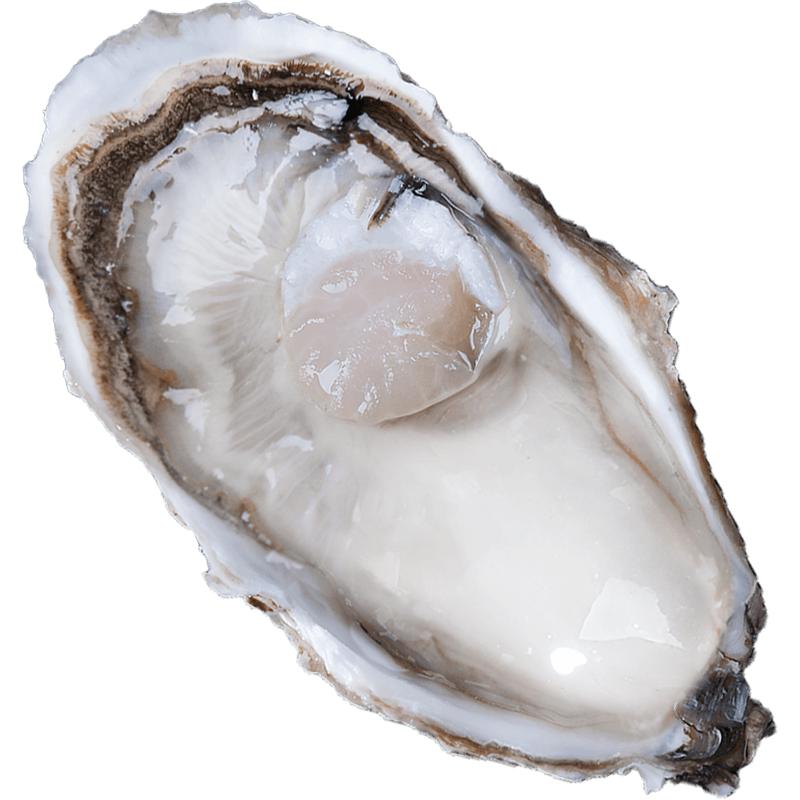 鲜海道（XIANHAIDAO）【活鲜】 鲜活乳山牡蛎  源头直发 -净重 送礼