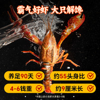 国联小霸龙麻辣小龙虾即食熟食大号鲜活整虾新虾小龙虾尾预制菜