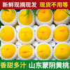 京格 山东蒙阴黄毛桃新鲜水果黄肉桃2.5斤装净重2.25斤 拍2件合发一箱 蒙阴黄毛桃4 净 重2.25 斤（6-8个 装）