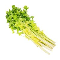 马家沟新鲜蔬菜马家沟空芯芹菜山东特产国家地标生吃的芹菜基地 马家沟精品芹菜2斤泡沫箱