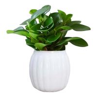 行湘豆瓣绿碧玉绿植水培绿植盆栽盆景+白色南瓜塑料吸水盆 源头直发 豆瓣绿+白色南瓜塑料吸水盆