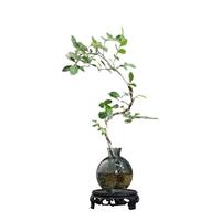 八芽七里香水培植物盆栽办公室内桌面好养懒人鲜花绿植茉莉花水养花卉 七里香-轻奢小蓝瓶-含密胺托 含盆
