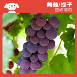 京鲜生 巨峰葡萄经典风味 礼盒装4-4.5斤 可剥皮 容易掉粒 生鲜水果