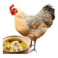 橙小萌 放养600天 老母鸡 2.4-2.8斤