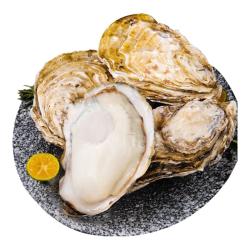 乳山牡蛎 鲜活乳山生蚝2XL号 特产年货 净重1.5kg 10-15只 2XL净重3斤装（尝鲜）