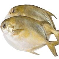 缤鲜 国产 新鲜冷冻金鲳鱼净重 500g-600g/条 3条装 源头直发 500-600g/条*3条