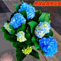 绿丝绦绣球花苗盆栽无尽夏开花好养室内室外地栽耐热花卉四季开花 【大苗带花】浪漫绣球蓝色无尽夏 原土球