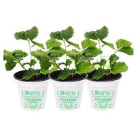 草莓苗四季盆栽食用草莓盆栽大株南方种植丹东奶油草莓苗带果带花