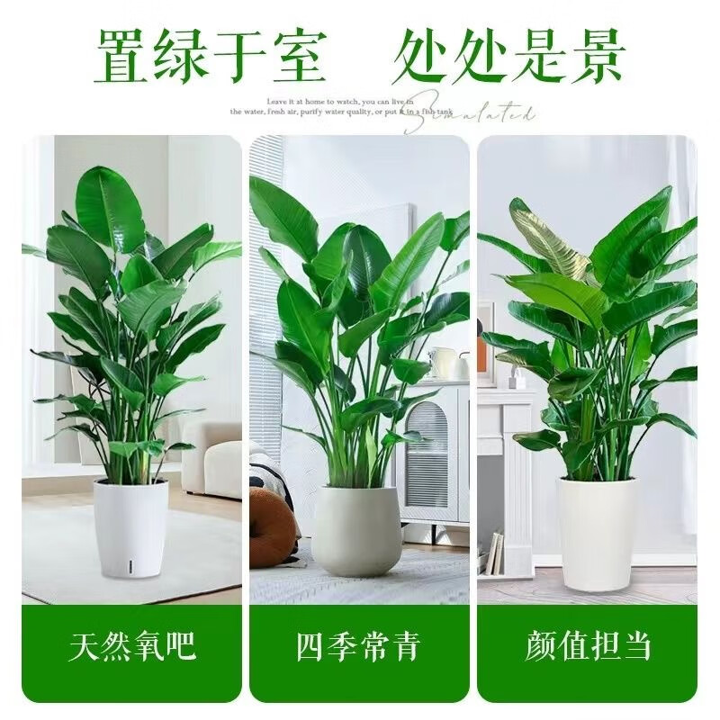 琅阙天堂鸟盆栽室内客厅大型绿植办公室大叶植物花卉新房源头直发