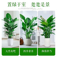琅阙天堂鸟盆栽室内客厅大型绿植办公室大叶植物花卉新房源头直发