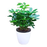 萌肉居八方来财鸭掌木苗七叶莲鹅掌柴苗绿植鸭掌木植物懒人盆源头直发