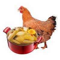 WENS 温氏 供港黄油鸡 1kg