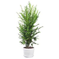 开时果 红豆杉树苗盆栽老桩 大型植物盆景阳台庭院绿植源头直发 【约60-70cm】3年苗+原土
