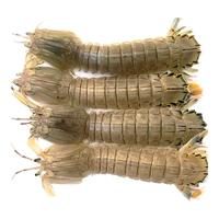 春之卉瑾皮皮虾活鲜海捕超大公母虾爬子爬爬虾家庭装速冻冰鲜冷冻 1斤装