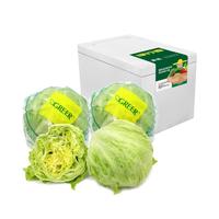 绿行者新鲜球生菜 4斤/箱 圆生菜 包菜 生吃蔬菜 轻食沙拉菜 即食 甘蓝