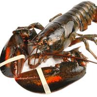 乐食港 同城速配 乐食港 鲜活波士顿龙虾 大龙虾1000g/1只 海鲜水产加拿大进口