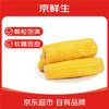 京鲜生 东北黄糯玉米250g 10棒 新鲜甜糯玉米棒真空包装粘玉米 源头直发