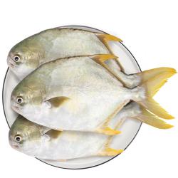 翔泰  &海南深海金鲳鱼2.4斤/3-4条净重BAP认证 &生鲜鱼类 海鲜水产 &