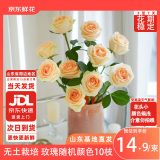 移动端、京东百亿补贴：京东鲜花 玫瑰花随机颜色10枝山东基地送女朋友老婆长辈热卖鲜花源头直发
