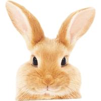 《发现小幸福系列绘本》（套装共4册）