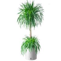植男植女龙血树千年木大型客厅室内植物办公室龙须树老桩盆栽好养源头直发