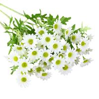 SUGER LOVE 爱已装糖 小雏菊仿真花束 春色白 60cm 2支装