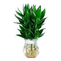 花翁观音竹水培植物办公室内盆栽花卉源头直发观音竹+冬瓜玻璃瓶 1套 观音竹3棵+冬瓜玻璃瓶 1套